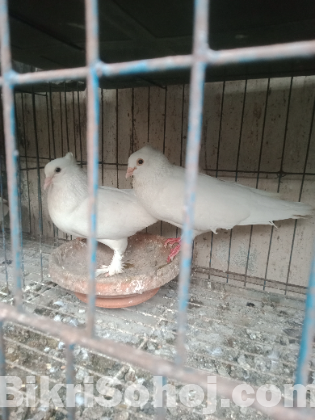 kakji master pair।